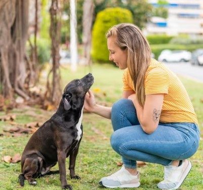 Behind the Scenes: What to Look for in Black Labrador Breeders