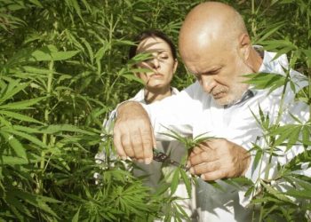 Tips for Growing Dickie Cannabis