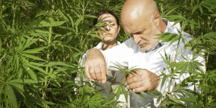 Tips for Growing Dickie Cannabis