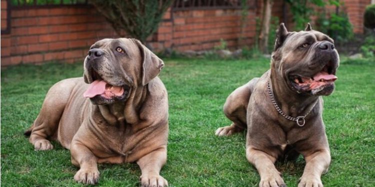 Aggressive Dog Breeds