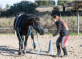 Why Best Hoof is the Best Hoof Conditioner: A Deep Dive into Superior Equine Hoof Care