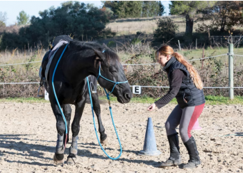 Why Best Hoof is the Best Hoof Conditioner: A Deep Dive into Superior Equine Hoof Care