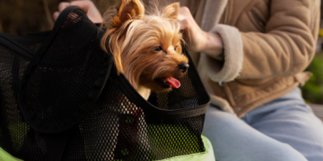 Exploring the World of Canine Coifs: A Guide to Dog Grooming Styles in Boca Raton