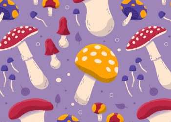 Finding the Ideal Mushroom Gummies for Your Wellness Journey
