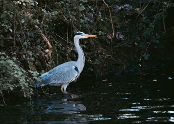 Things to Do In Swindon – Leisure and Activities