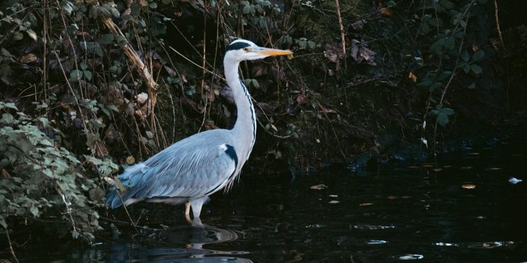 Things to Do In Swindon – Leisure and Activities